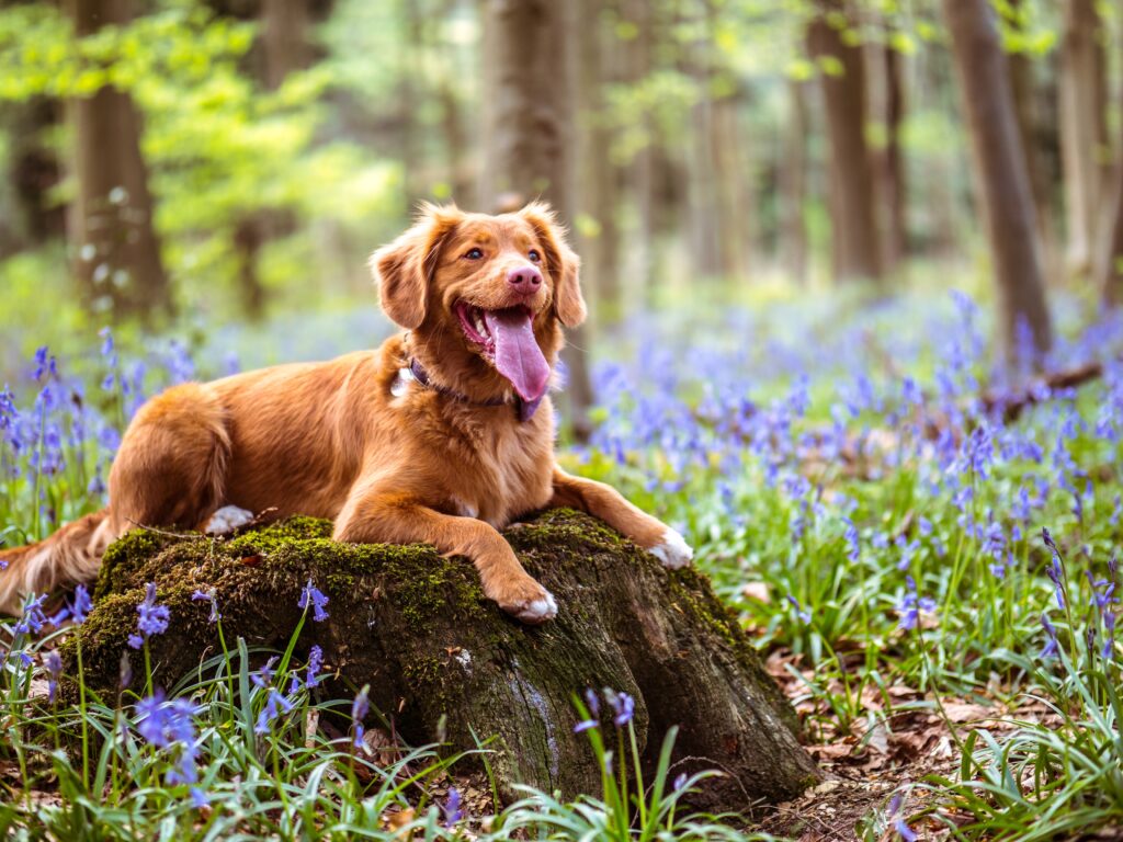 Na foto contém um cachorro de cor marrom sentado em uma pedra com musgo e flores roxas na grama do jardim